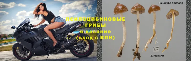 Галлюциногенные грибы Psilocybe Покров